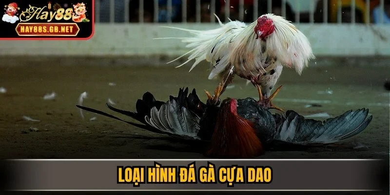 Loại hình đá gà cựa dao