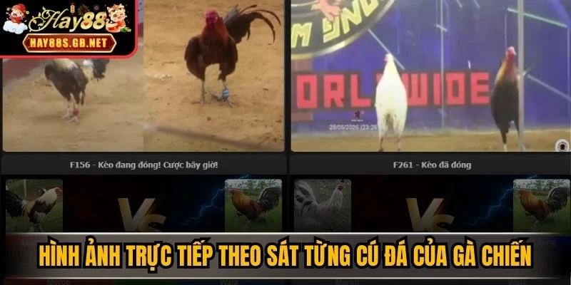 Hình ảnh trực tiếp theo sát từng cú đá của gà chiến