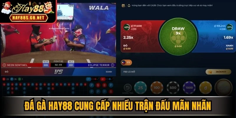 Chuyên mục đá gà HAY88 cung cấp nhiều trận đấu mãn nhãn 