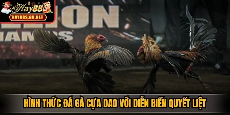 Hình thức đá gà cựa dao với diễn biến quyết liệt