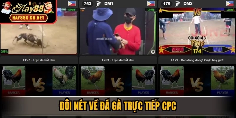 Đôi nét về đá gà trực tiếp CPC 