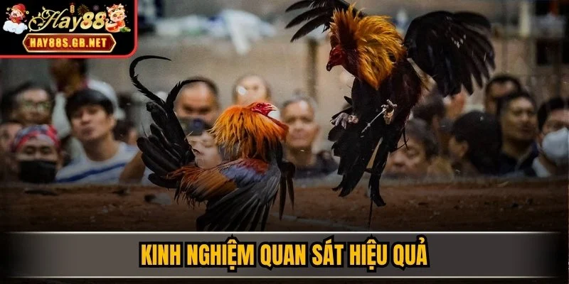 Kinh nghiệm quan sát hiệu quả