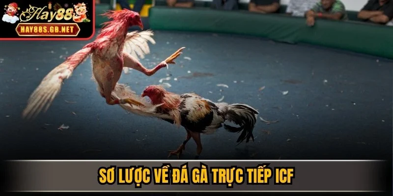 Sơ lược về đá gà trực tiếp ICF